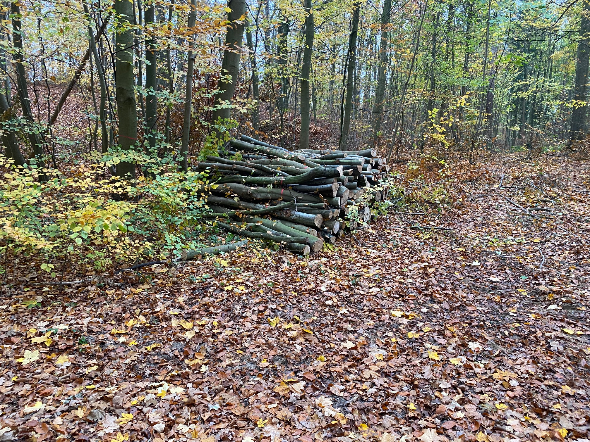 Gestapeltes Brennholz