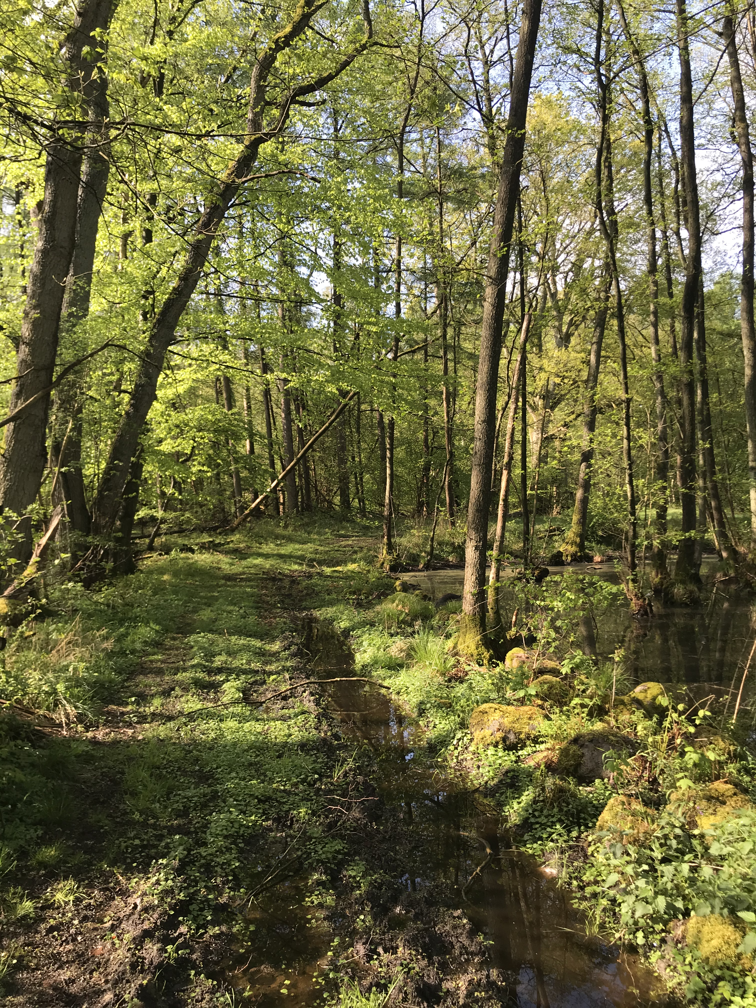 Moorlandschaft am Schaalsee