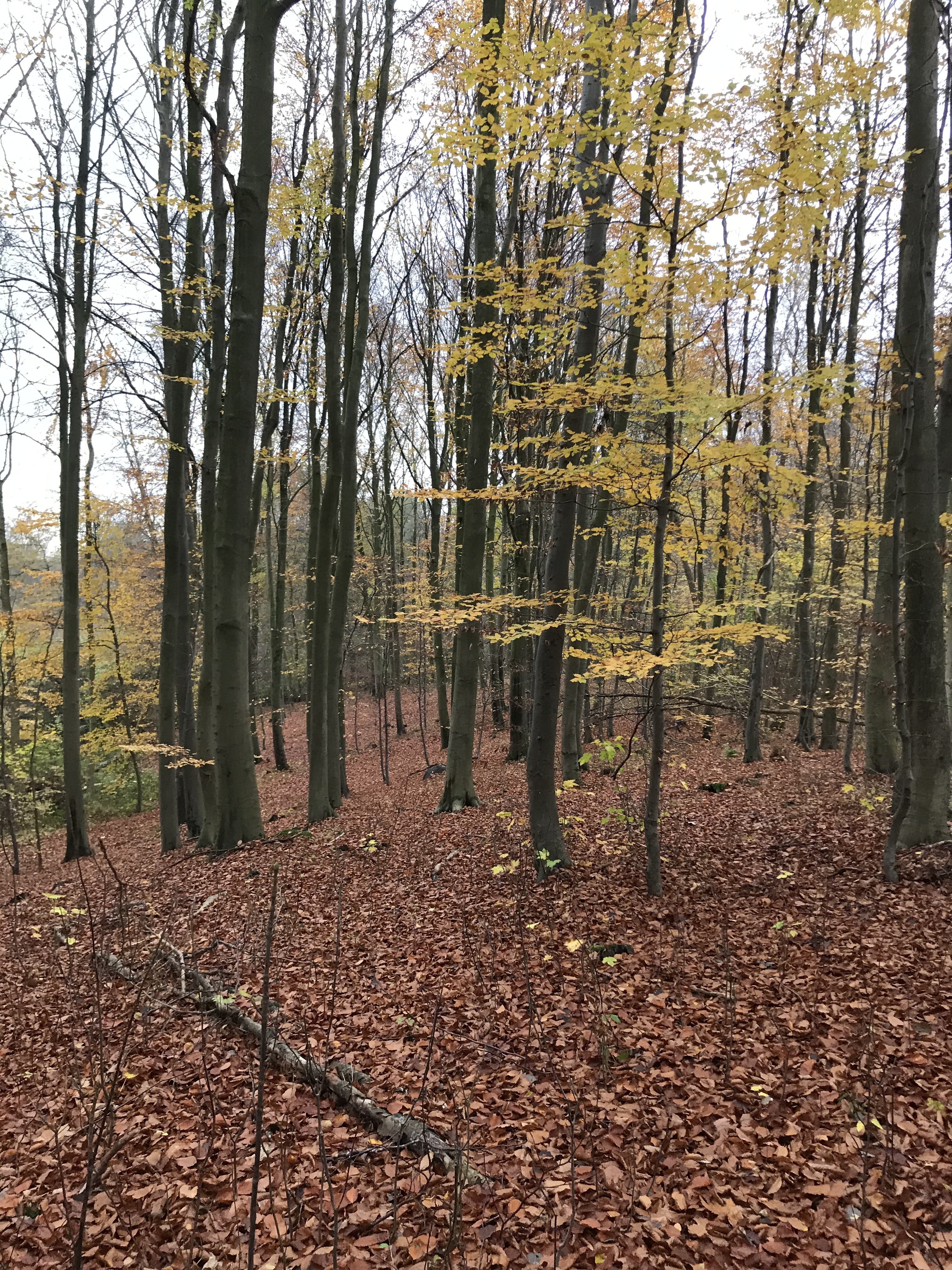 Wald der Stintenburg Forst- und Seeverwaltung